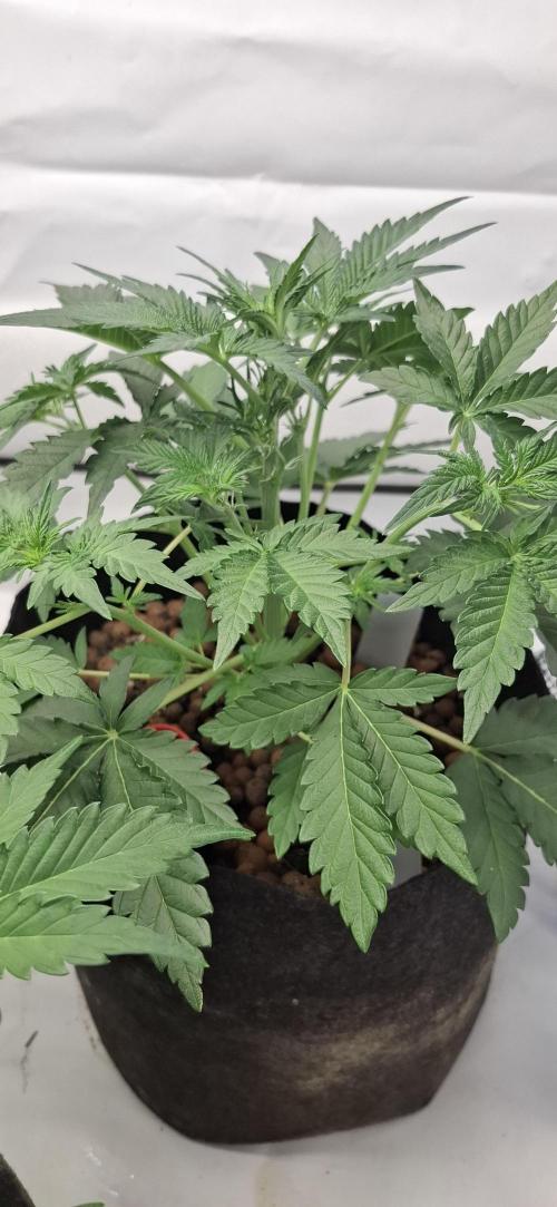 Fastbuds Mendo Guava by Paul_on.. Week 4