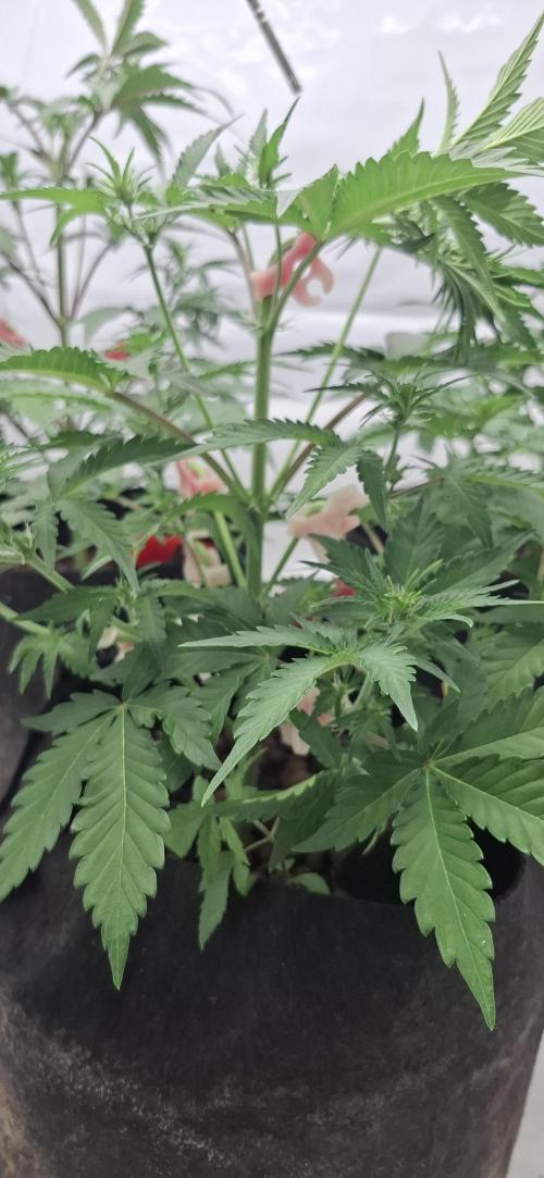 Fastbuds Mendo Guava by Paul_on.. Week 4 - Loads of buds sites