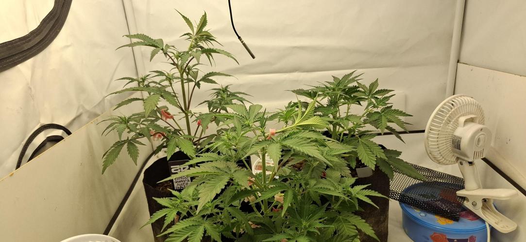 Fastbuds Mendo Guava by Paul_on.. Week 4