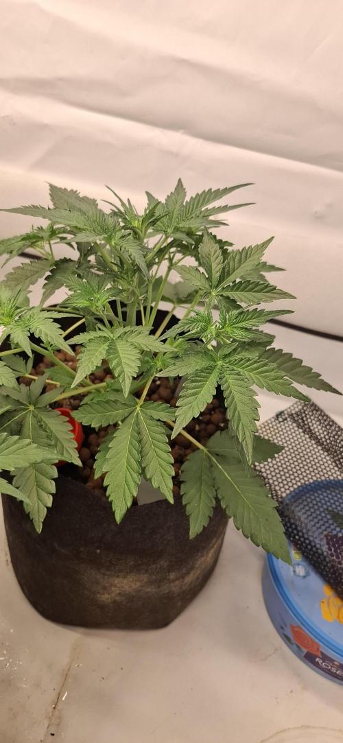 Fastbuds Mendo Guava by Paul_on.. Week 4 - Perfect 👌 🍀