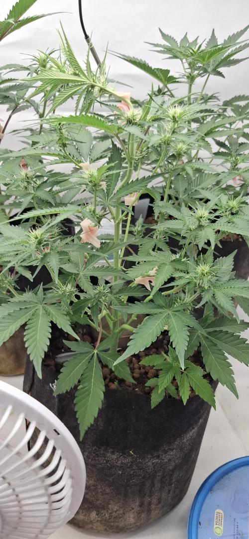 Fastbuds Mendo Guava by Paul_on.. Week 5