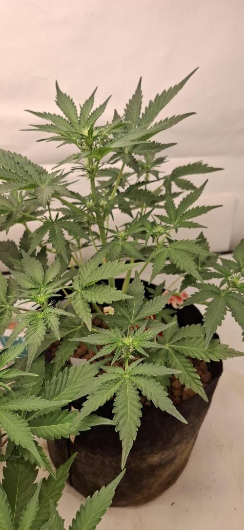 Fastbuds Mendo Guava by Paul_on.. Week 5