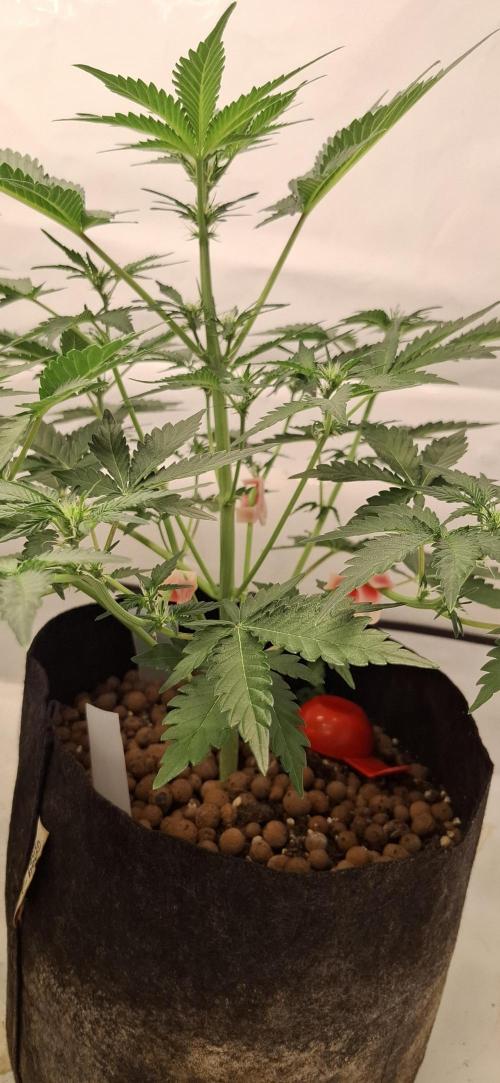 Fastbuds Mendo Guava by Paul_on.. Week 5