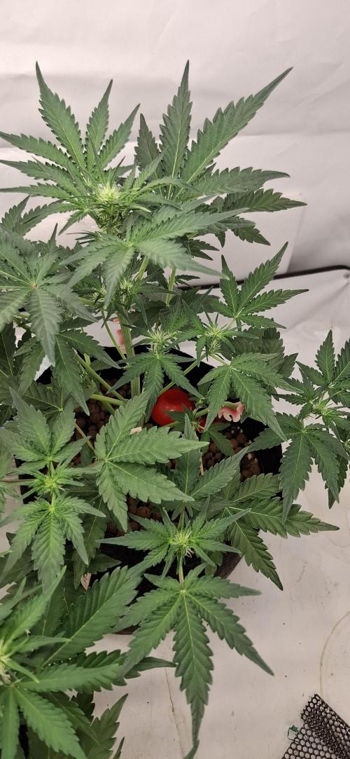 Fastbuds Mendo Guava by Paul_on.. Week 5