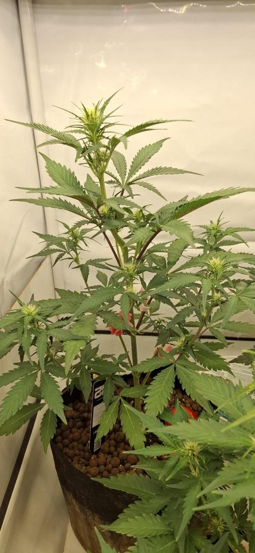 Fastbuds Mendo Guava by Paul_on.. Week 5