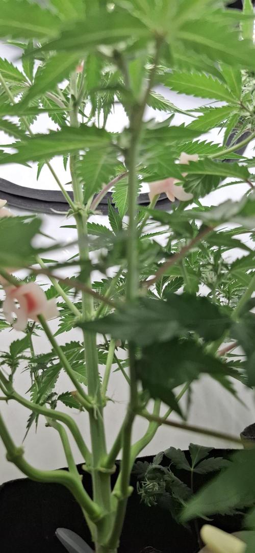 Fastbuds Mendo Guava by Paul_on.. Week 5