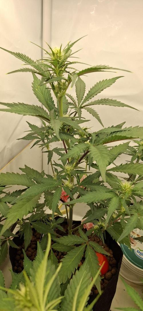 Fastbuds Mendo Guava by Paul_on.. Week 5