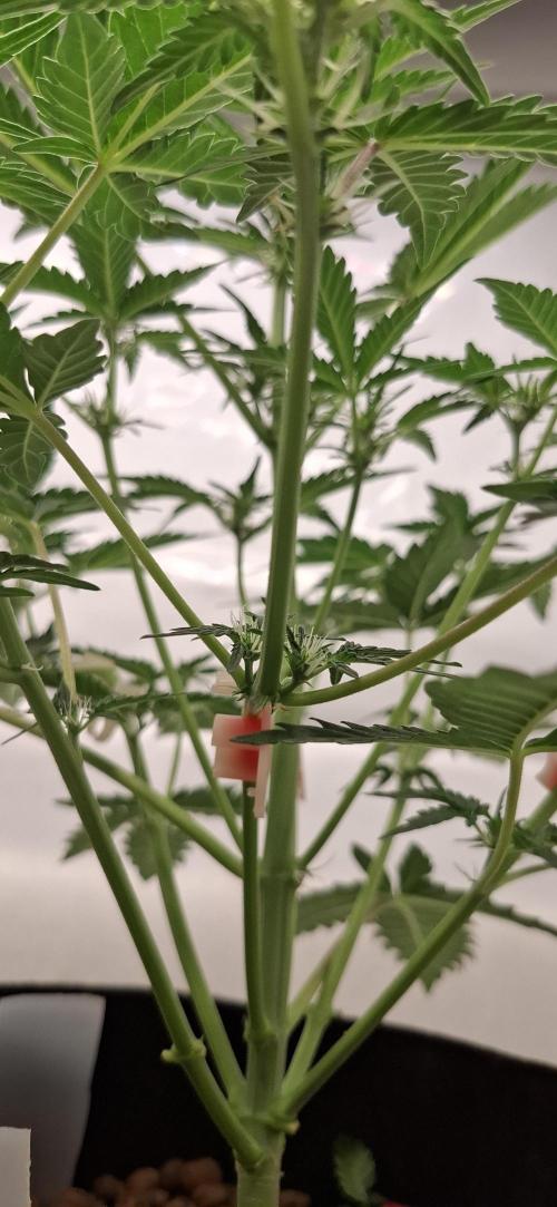 Fastbuds Mendo Guava by Paul_on.. Week 5