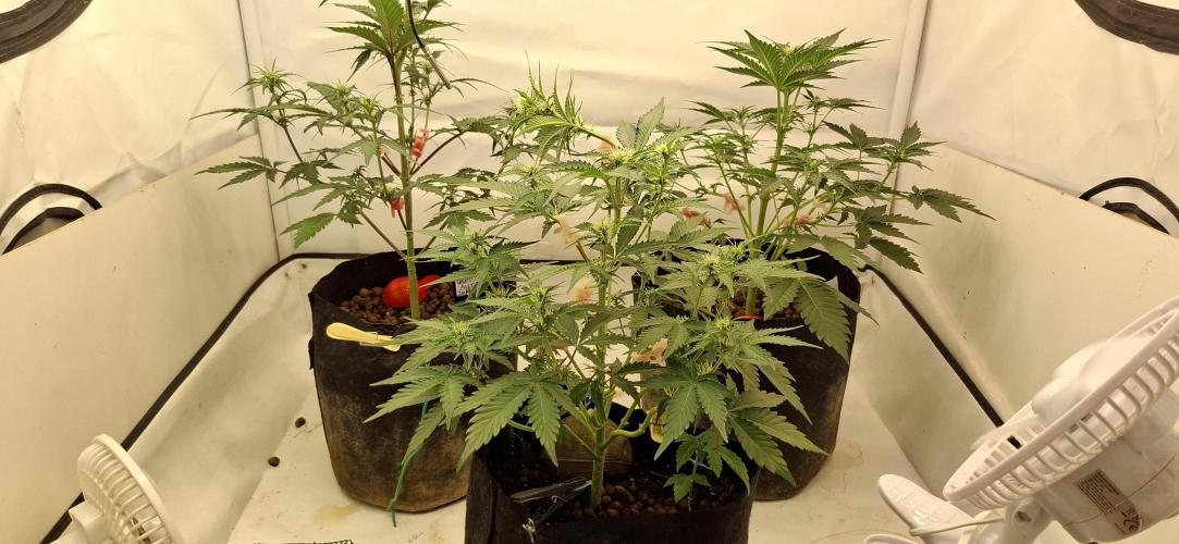 Fastbuds Mendo Guava by Paul_on.. Week 5