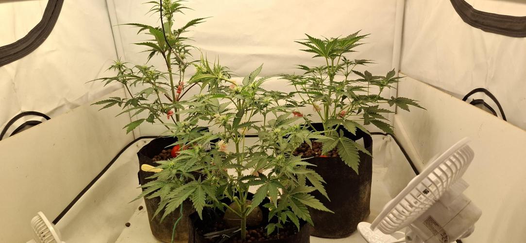 Fastbuds Mendo Guava by Paul_on.. Week 5