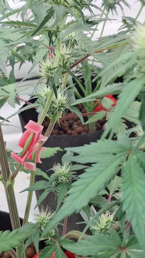Fastbuds Mendo Guava by Paul_on.