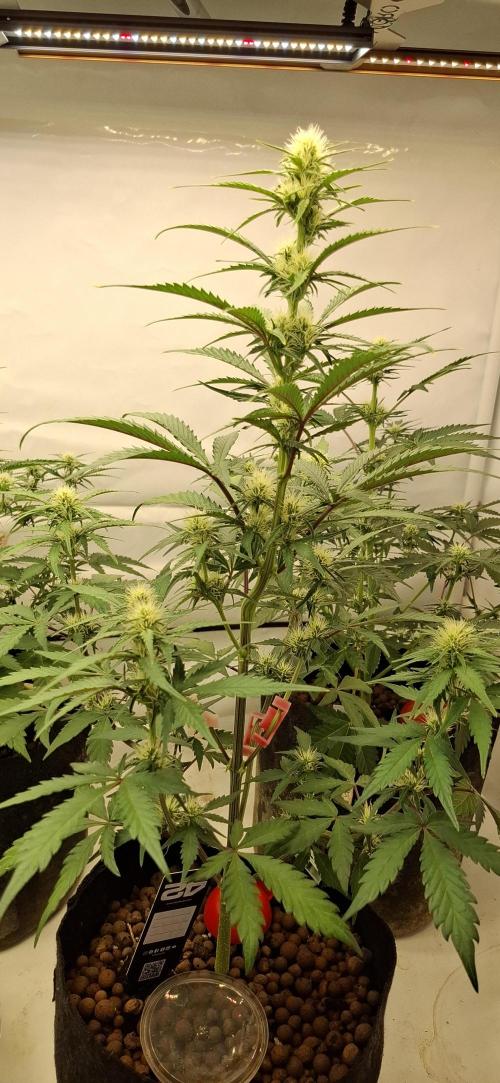Fastbuds Mendo Guava by Paul_on.. Week 6 - Putting on alot of girth, this week 