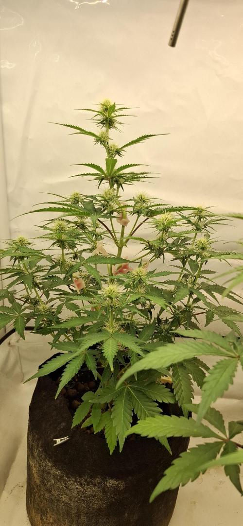 Fastbuds Mendo Guava by Paul_on.. Week 6