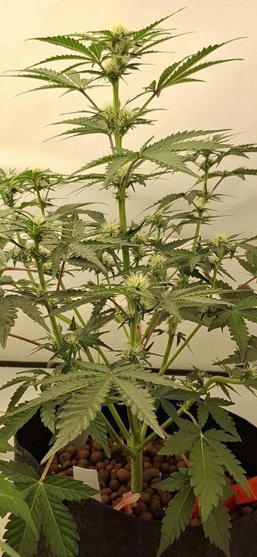 Fastbuds Mendo Guava by Paul_on.. Week 6 - Nice fragrance,  tropical fruits with deep floral notes 