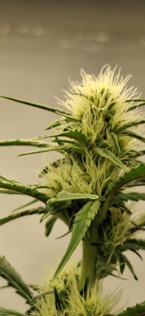 Fastbuds Mendo Guava by Paul_on.. Week 6 - Gonna be nice buds on this lady 🌳