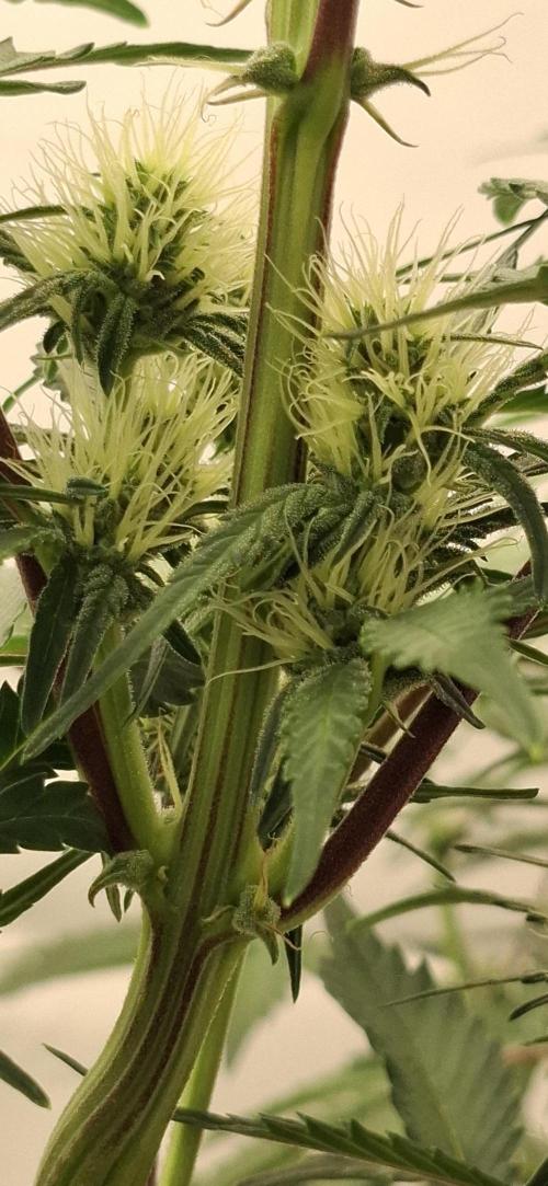 Fastbuds Mendo Guava by Paul_on.. Week 6 - Gonna be stocky buds 😋
