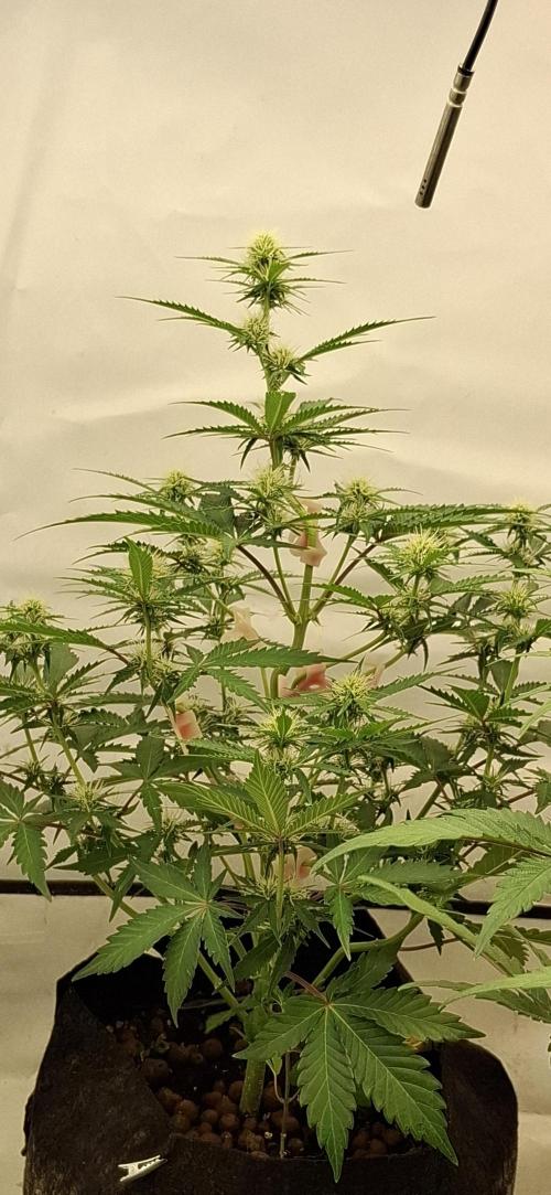 Mendo Guava Auto. Week 6