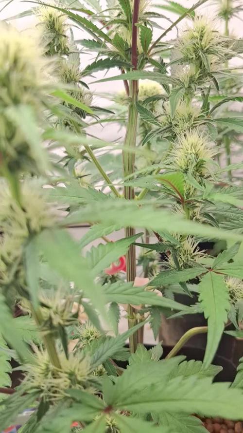 Fastbuds Mendo Guava by Paul_on.