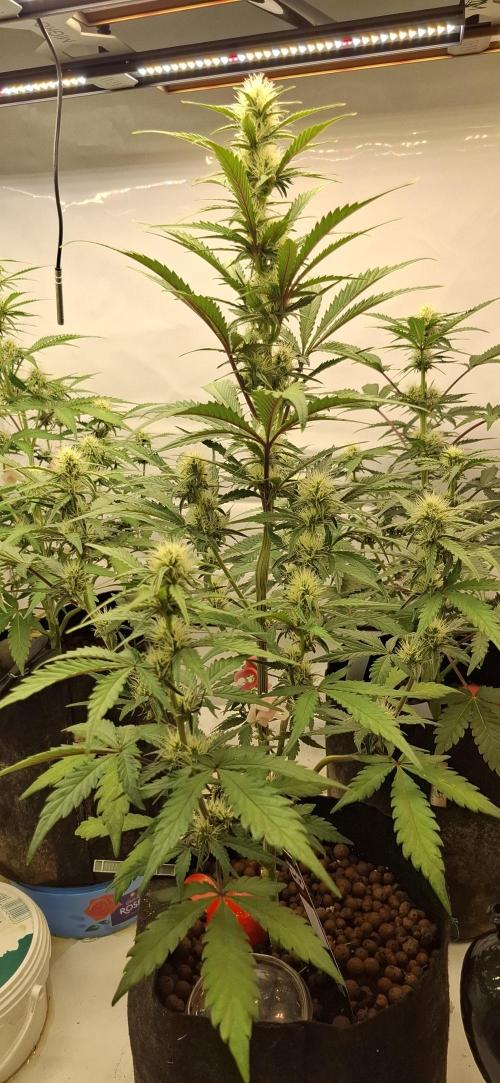 Fastbuds Mendo Guava by Paul_on.. Week 6 - They like Bio bloom from plagron, every second feed , and they are responding 💪