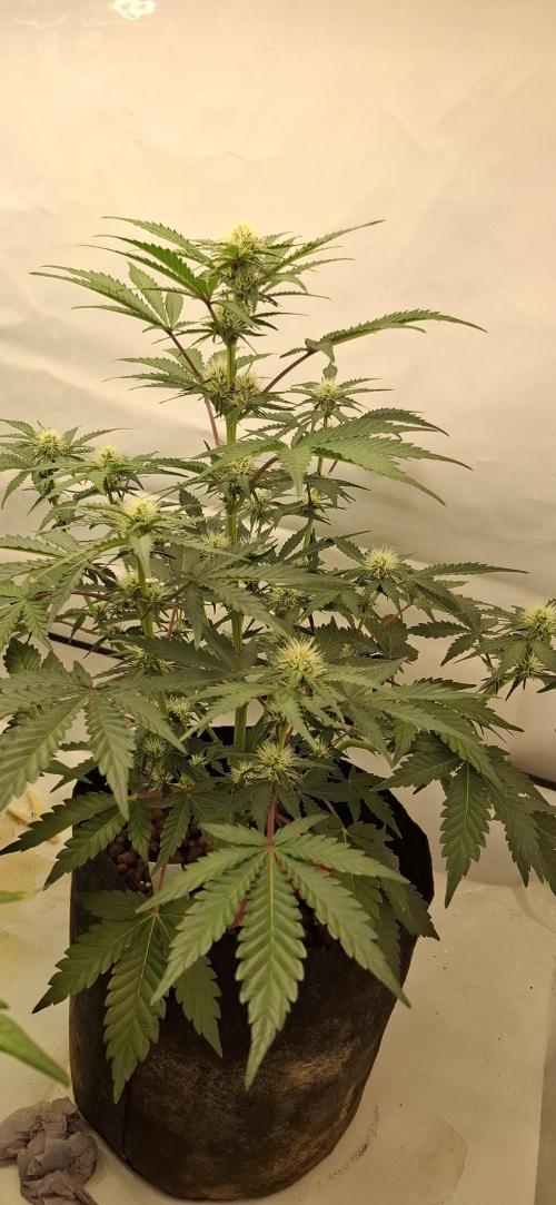 Fastbuds Mendo Guava by Paul_on.. Week 6