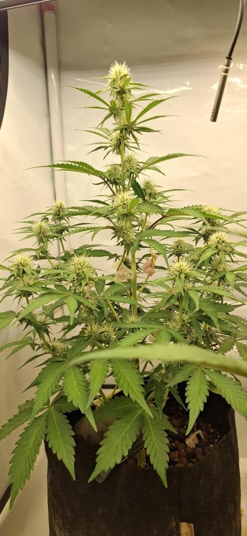 Mendo Guava Auto. Week 6