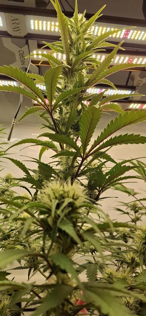 Fastbuds Mendo Guava by Paul_on.. Week 6 - Update ,day 48 from seed 😶‍🌫️
