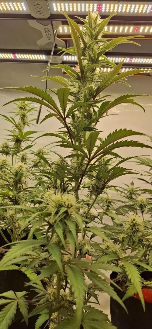 Fastbuds Mendo Guava by Paul_on.. Week 6 - @Fastbuds420 have the best autos out there 💯👌