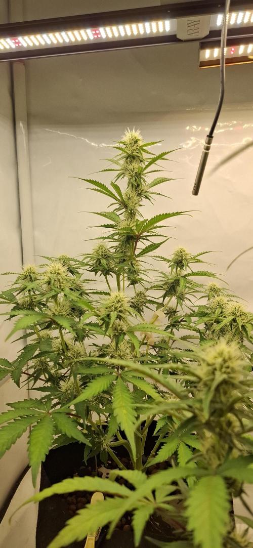 Fastbuds Mendo Guava by Paul_on.. Week 6 - Really great flower producer as you can see 👀 