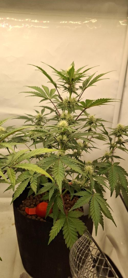 Fastbuds Mendo Guava by Paul_on.. Week 6 - I'm going to be growing autos more often, @fastbuds420 have it to a T 👌