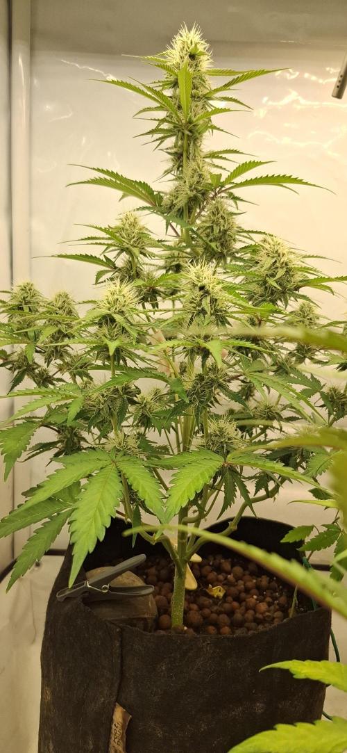 Fastbuds Mendo Guava by Paul_on.. Week 7 - Full of bud sites 🌻?🌷