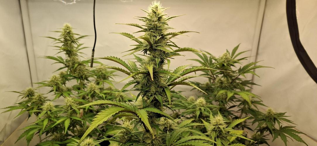 Fastbuds Mendo Guava by Paul_on.. Week 7 - MENDO GUAVA AUTO . I RECOMMEND, THIS STRAIN BY @FASTBUDS42👌