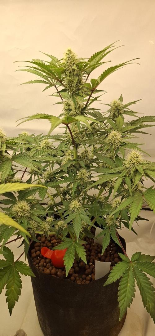 Fastbuds Mendo Guava by Paul_on.. Week 7