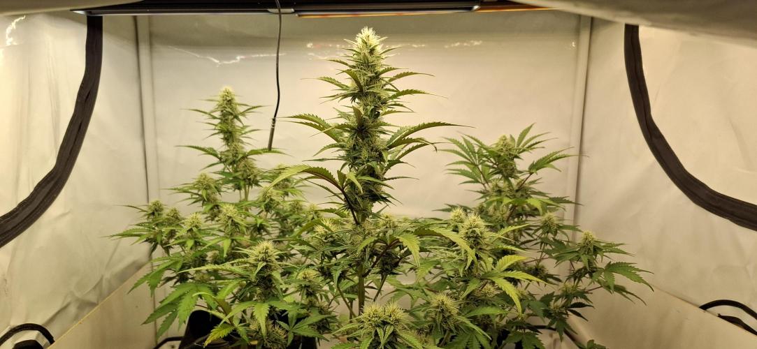 Fastbuds Mendo Guava by Paul_on.. Week 7 - 2 or 3 weeks left 