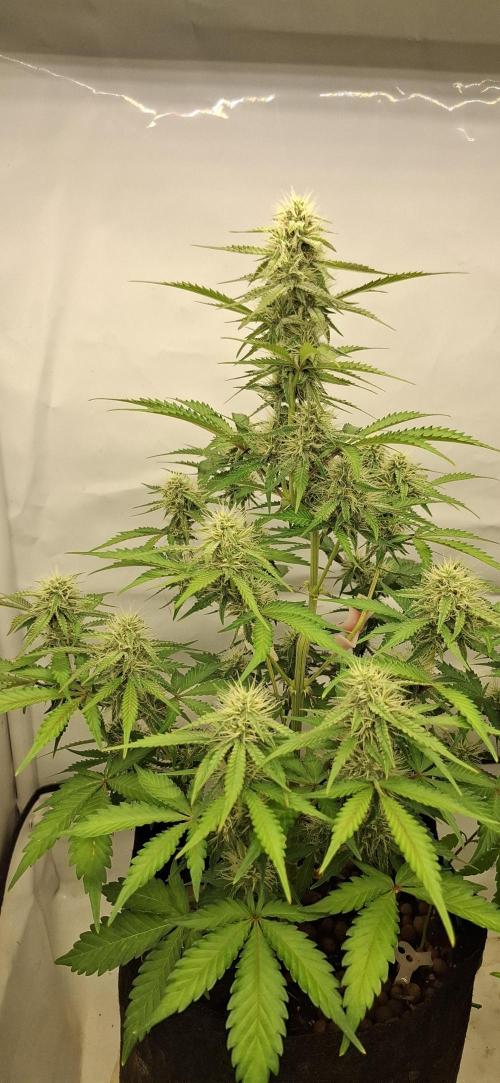 Fastbuds Mendo Guava by Paul_on.. Week 7 - Gonna have really nice buds 😌 ☺️ 😊 