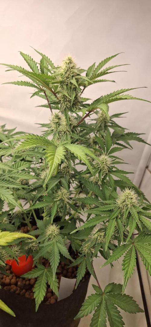 Fastbuds Mendo Guava by Paul_on.. Week 7