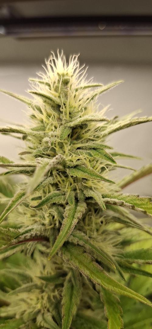 Fastbuds Mendo Guava by Paul_on.. Week 7 - Crystals starting to congregate 🧑‍🧑‍🧒‍🧒🧑‍🧑‍🧒‍🧒