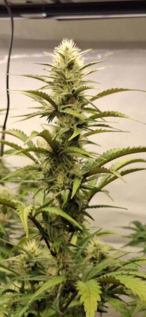 Fastbuds Mendo Guava by Paul_on.. Week 7