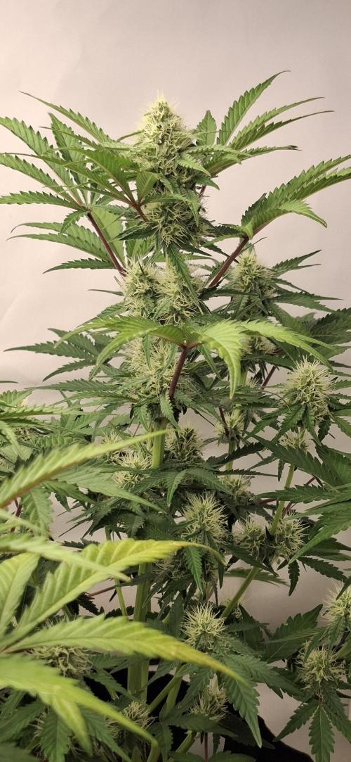 Fastbuds Mendo Guava by Paul_on.. Week 7