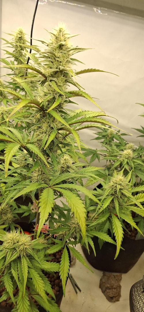 Fastbuds Mendo Guava by Paul_on.. Week 7