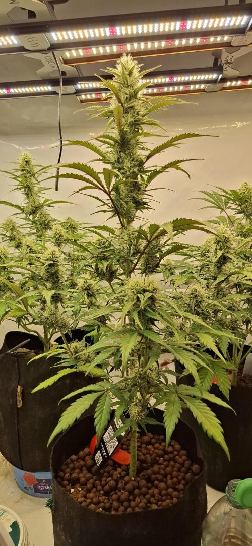 Fastbuds Mendo Guava by Paul_on.. Week 7