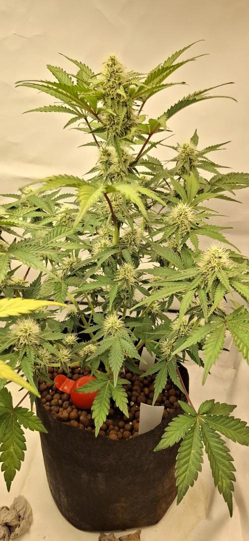 Fastbuds Mendo Guava by Paul_on.. Week 7