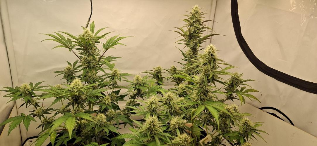 Fastbuds Mendo Guava by Paul_on.. Week 7