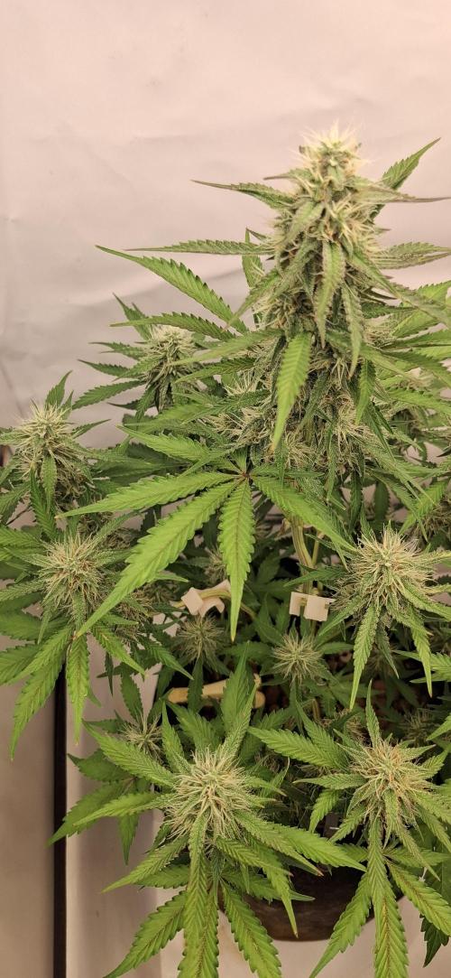 Fastbuds Mendo Guava by Paul_on.. Week 7