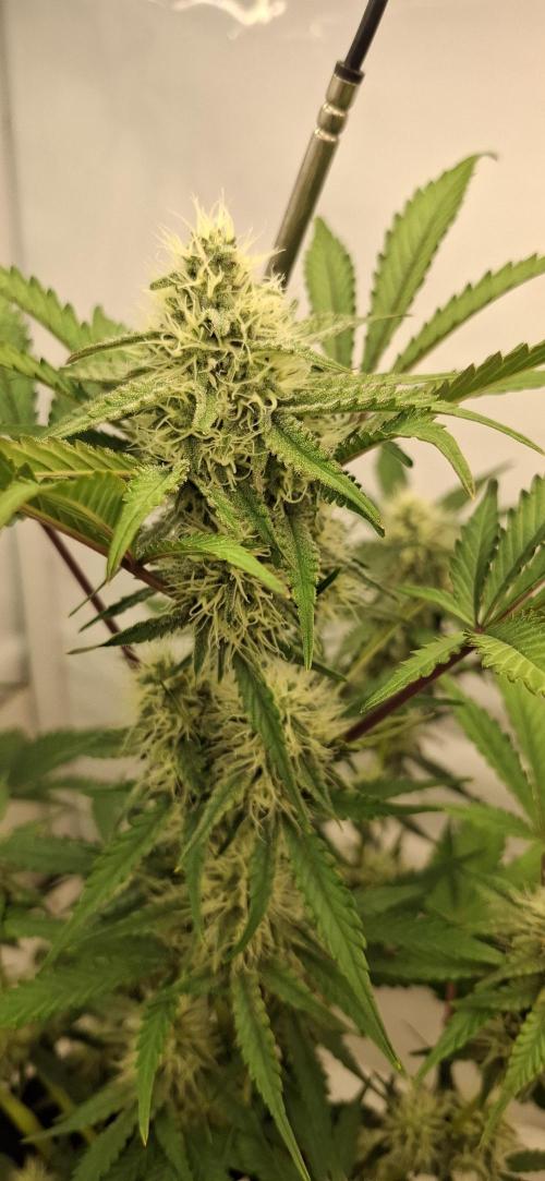 Fastbuds Mendo Guava by Paul_on.. Week 7