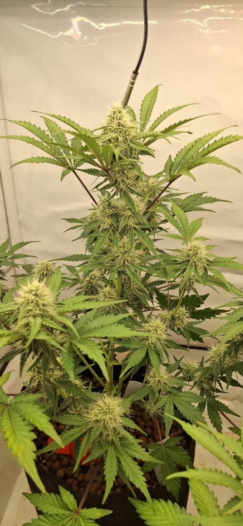 Fastbuds Mendo Guava by Paul_on.. Week 7 - Solid and big 👌 