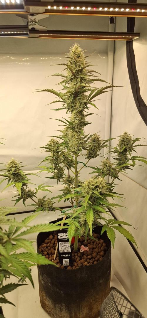 Fastbuds Mendo Guava by Paul_on.. Week 8 - I removed most fan leaves ,that were shading other buds, so put the focus on bud