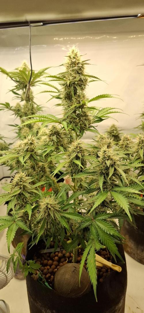 Fastbuds Mendo Guava by Paul_on.. Week 8 - They are a hungry cultivar , good 👌