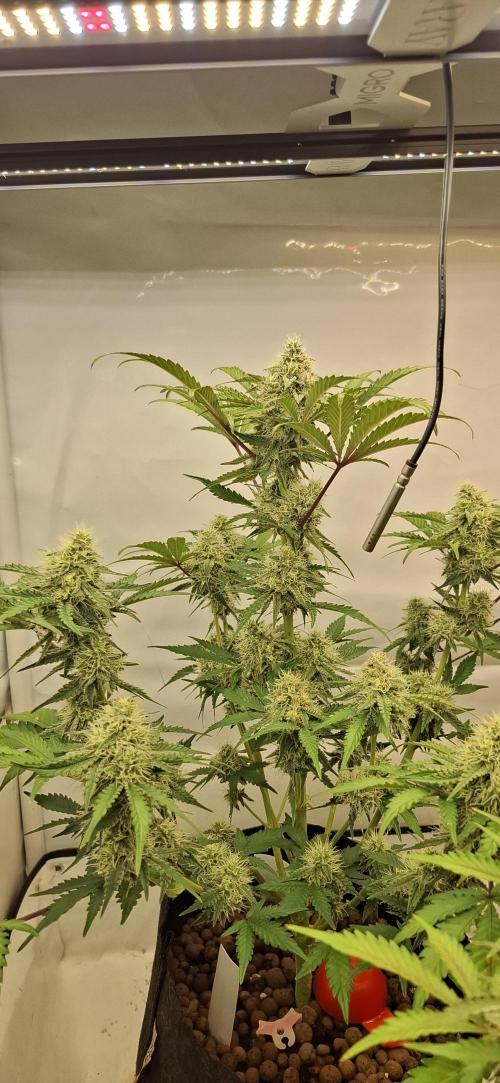 Fastbuds Mendo Guava by Paul_on.. Week 8 - This one has really dense flowers , heavy too 