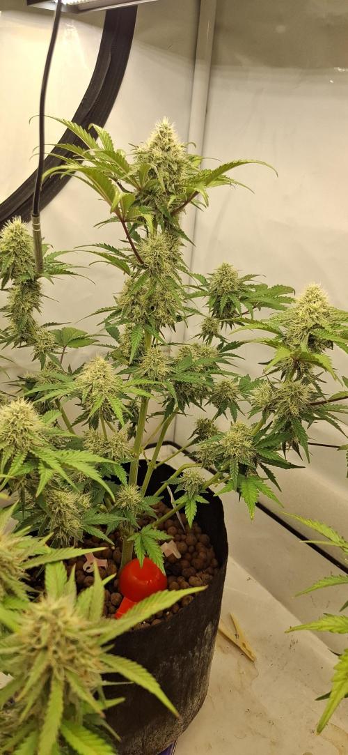 Fastbuds Mendo Guava by Paul_on.. Week 8 - Nice and big 👌  
