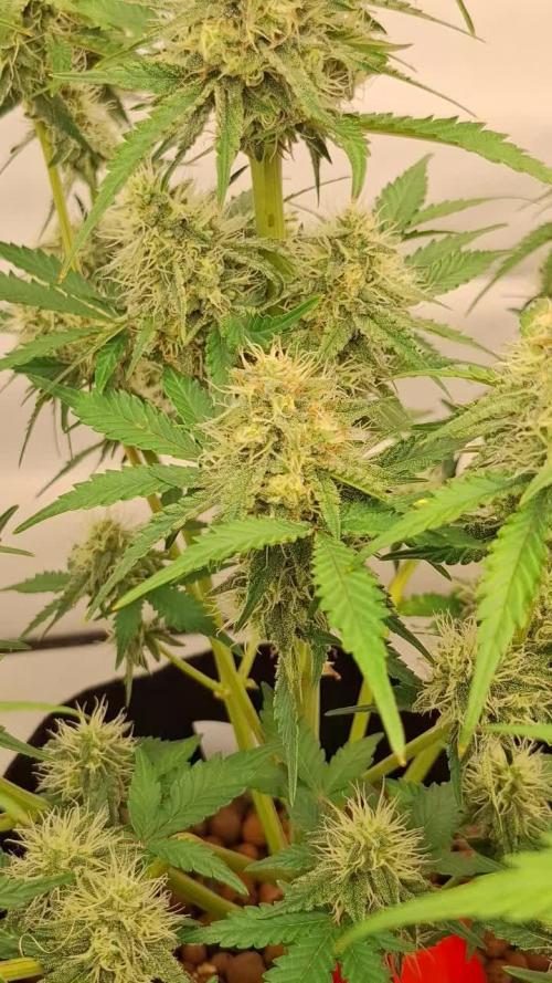 Fastbuds Mendo Guava by Paul_on.